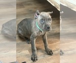 Small #1 Cane Corso