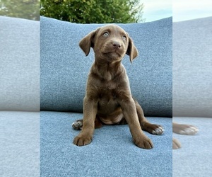 Labrador Retriever Puppy for sale in GREENFIELD, IN, USA