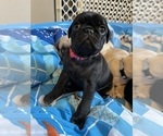 Puppy 1 Pug