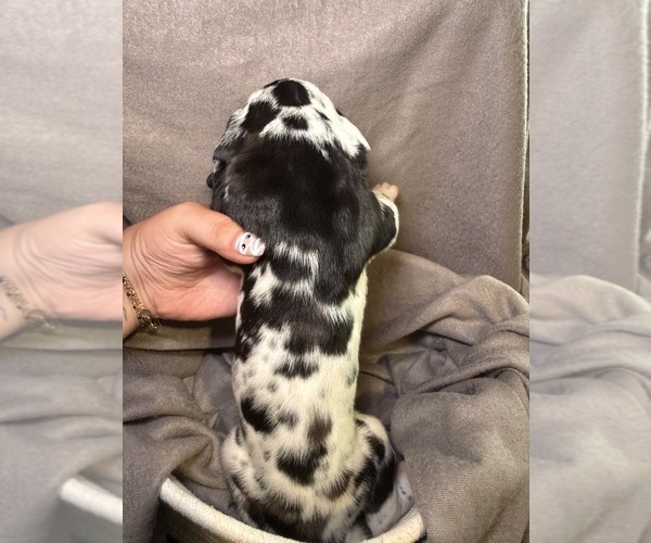 Medium Photo #2 Great Dane Puppy For Sale in GASTONIA, NC, USA
