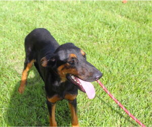 Medium Doberman Pinscher