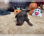 Small #7 Miniature Pinscher