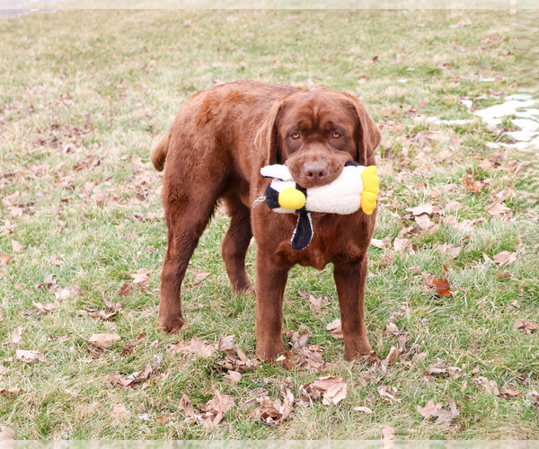 Medium Photo #1 Labrador Retriever Puppy For Sale in SYRACUSE, IN, USA