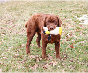 Labrador Retriever Puppy for sale in SYRACUSE, IN, USA