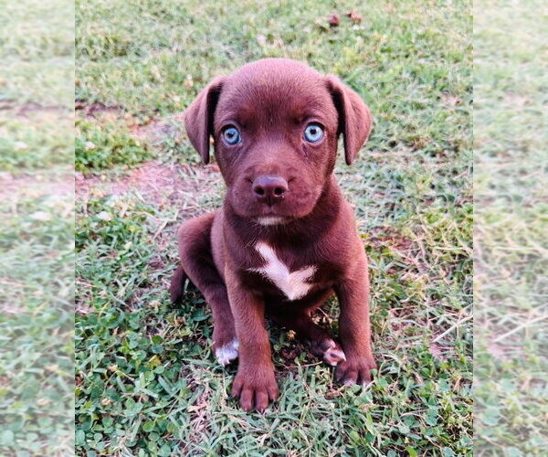Medium Photo #6 Labrador Retriever-Unknown Mix Puppy For Sale in Claremore, OK, USA