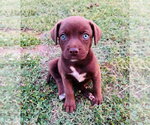 Small #5 Labrador Retriever Mix