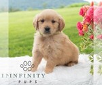 Small #5 Golden Retriever