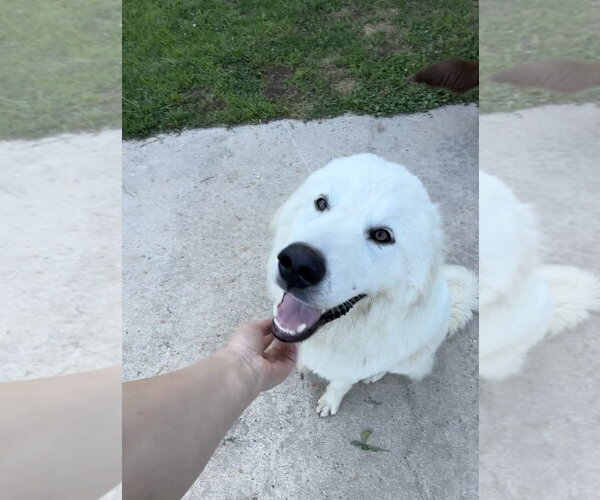 Medium Photo #2 Great Pyrenees Puppy For Sale in Harrison, AR, USA