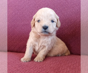 Cavapoo-Schnoodle (Miniature) Mix Puppy for Sale in ALTURAS, California USA