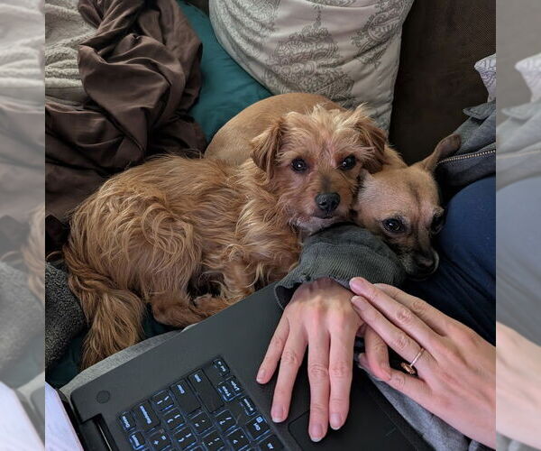 Medium Photo #4 Norwich Terrier-Unknown Mix Puppy For Sale in San Francisco, CA, USA