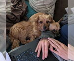 Small #3 Norwich Terrier Mix