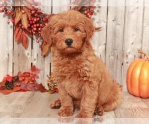 Goldendoodle-Poodle (Miniature) Mix Puppy for sale in MOUNT VERNON, OH, USA