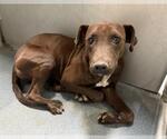 Small American Pit Bull Terrier-Labrador Retriever Mix