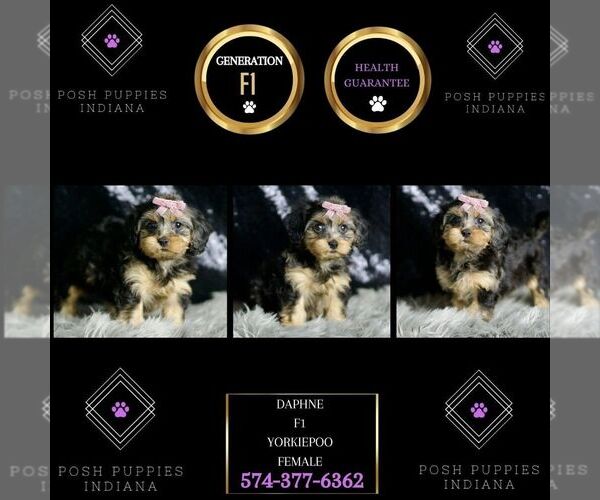 Medium Photo #88 YorkiePoo Puppy For Sale in WARSAW, IN, USA