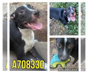 Labrador Retriever Dogs for adoption in San Antonio, TX, USA