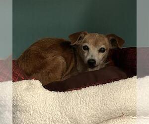 Mutt Dogs for adoption in San Antonio, TX, USA