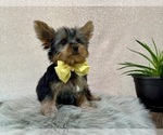 Small #3 Yorkshire Terrier