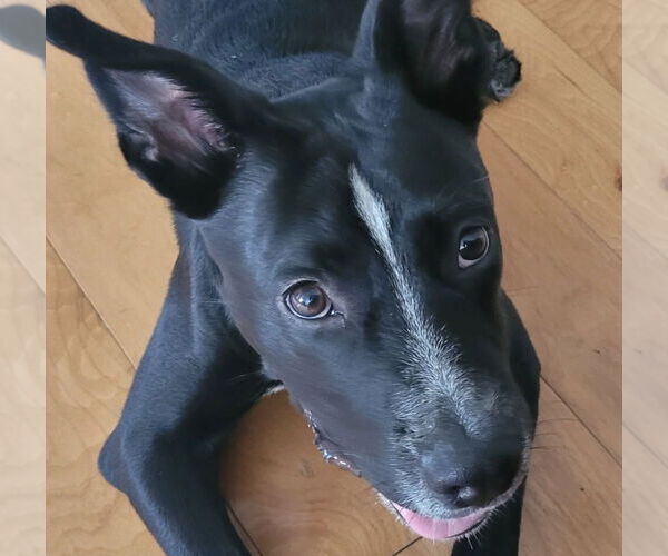 Medium Photo #7 Shepradors Puppy For Sale in HOUSTON, TX, USA