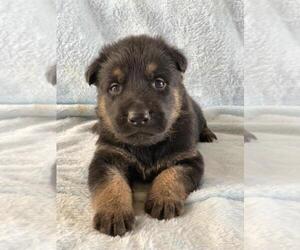 German Shepherd Dog Puppy for sale in POPLARVILLE, MS, USA