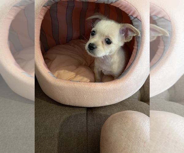 Medium Photo #1 Chorkie Puppy For Sale in ALAMO, TX, USA
