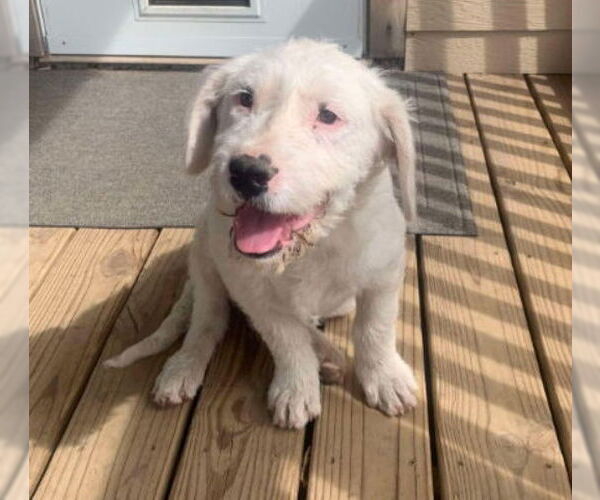 Medium Photo #7 Mutt Puppy For Sale in Grafton, WI, USA