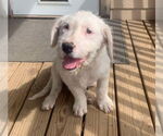 Small #6 Mutt