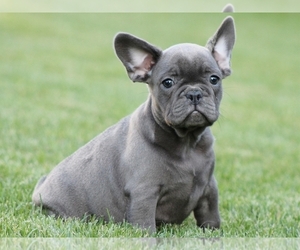 French Bulldog Puppy for sale in BOSTON, MA, USA