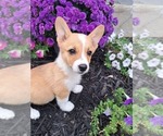 Small Photo #39 Pembroke Welsh Corgi Puppy For Sale in SHILOH, OH, USA