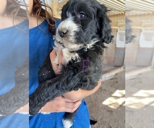 Bernedoodle Puppy for sale in SCOTTSDALE, AZ, USA