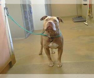 Mutt Dogs for adoption in Sacramento, CA, USA