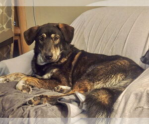 Mutt Dogs for adoption in St. Louis Park, MN, USA