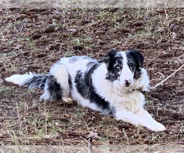 Medium Photo #107 Border Collie Puppy For Sale in MOSIER, OR, USA