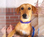Small #1 Basset Hound-Labrador Retriever Mix