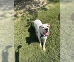 Small #2 American Pit Bull Terrier