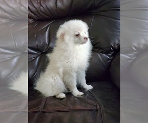 Pomeranian Puppy for sale in GREENWOOD, WI, USA