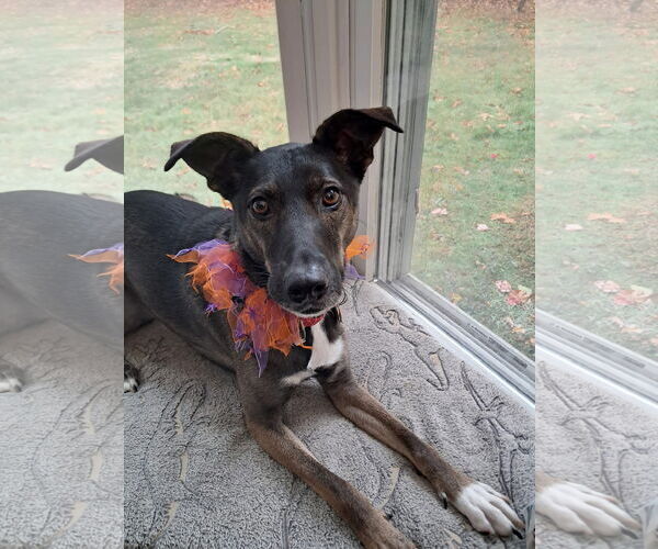 Medium Photo #8 Mutt Puppy For Sale in Wakefield, RI, USA