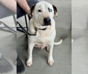 Blue (jh) - Male Mutt Dog for Adoption - Photo #4