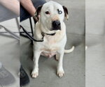 Small Photo #4 Mutt Puppy For Sale in White Bluff, TN, USA