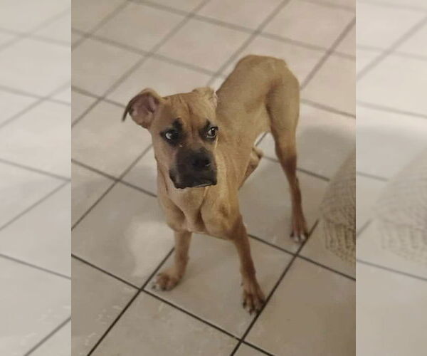 Medium Photo #2 Boxer Puppy For Sale in Dumont, NJ, USA