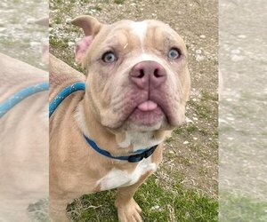 Bulldog Dogs for adoption in Hillsboro, NH, USA