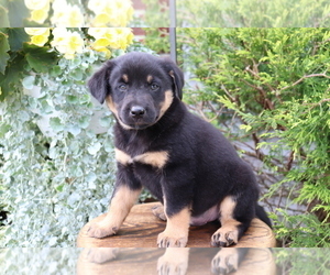 Akita-Labrador Retriever Mix Puppy for sale in SHILOH, OH, USA