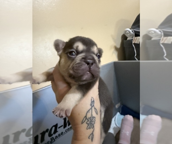 Medium Photo #4 French Bulldog Puppy For Sale in BIG RAPIDS, MI, USA