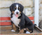 Small Bernese Mountain Dog