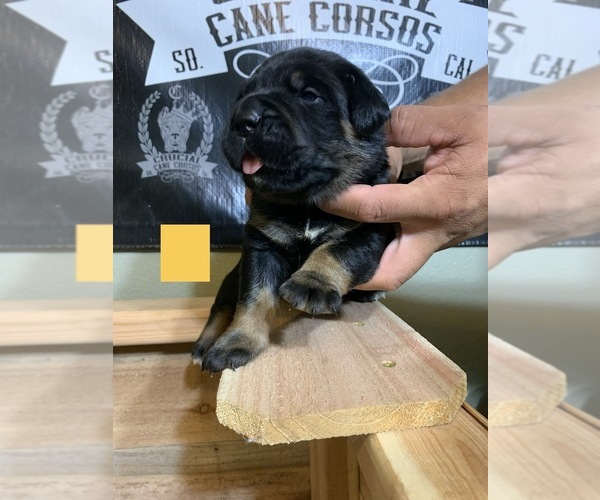 Medium Photo #3 Cane Corso Puppy For Sale in HEMET, CA, USA