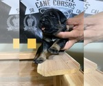 Small Photo #3 Cane Corso Puppy For Sale in HEMET, CA, USA