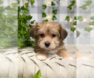 Yo-Chon Puppy for sale in MARIETTA, GA, USA