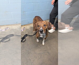 Mutt Dogs for adoption in Evansville, IN, USA