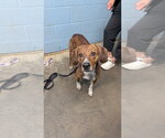 Bernard - Male Mutt Dog for Adoption - Small photo