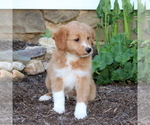 Small Photo #2 Aussiedoodle Miniature  Puppy For Sale in MANHEIM, PA, USA
