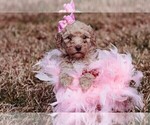 Small Photo #3 Goldendoodle Puppy For Sale in BARNESVILLE, GA, USA